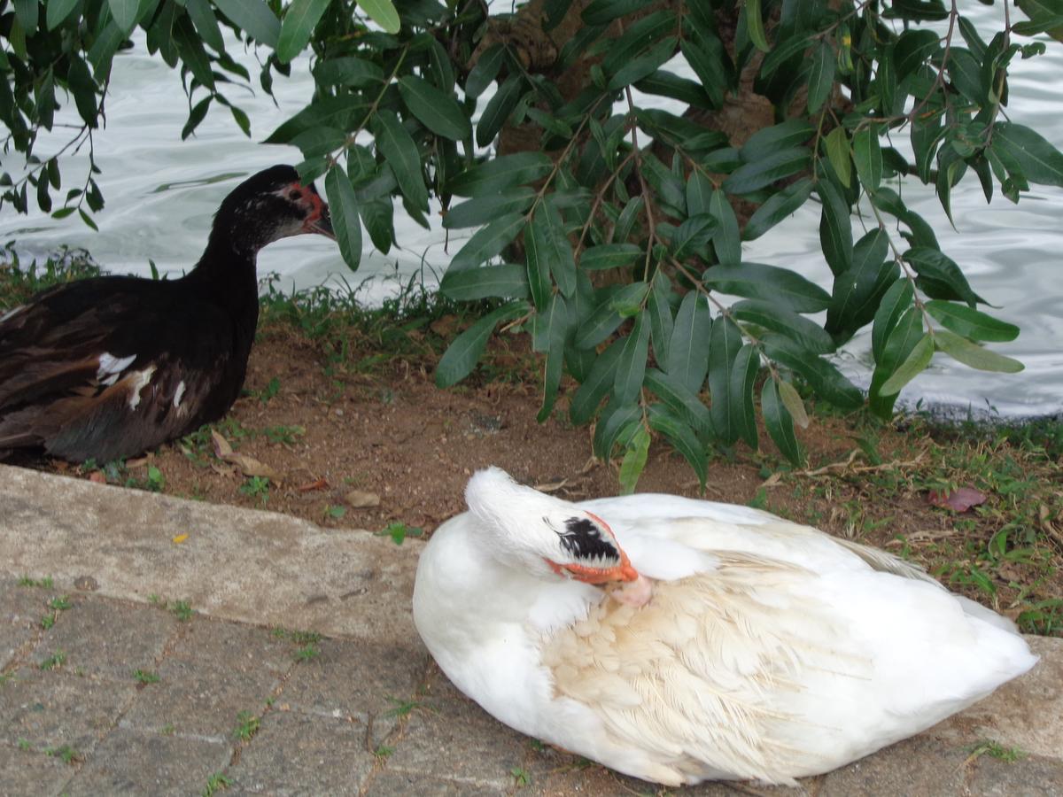 Cirute' Talwatte, Kandy Dış mekan fotoğraf
